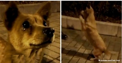 Streunender Hund weint vor Freude, als Fremde ihn füttert
